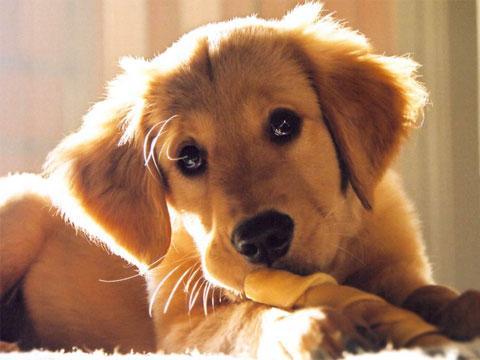宠物健康:狗狗抽搐的几个原因 | Love分享